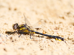 Hylogomphus apomyius