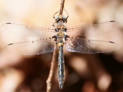 Helocordulia selysii