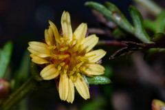 Chrysanthellum indicum afroamericanum