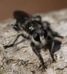 Laphria cinerea
