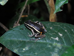 Dendrobatoidea