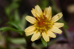 Chrysanthellum indicum afroamericanum