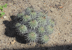 Copiapoa dealbata