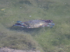 Callinectes arcuatus