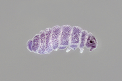Odontellidae