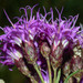 Vernonanthura nudiflora - Photo (c) Ary Mailhos, algunos derechos reservados (CC BY-NC), subido por Ary Mailhos