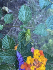 Stilpnochlora nanna