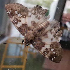 Polyctor