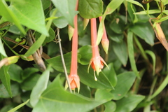 Fuchsia fulgens