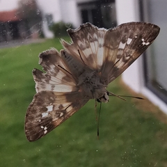 Polyctor