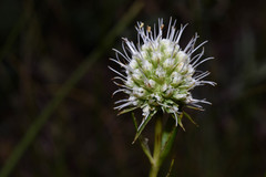 Eryngium eriophorum