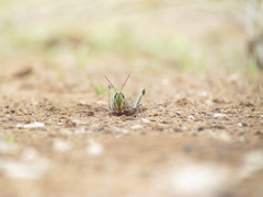 Rhammatocerus pictus