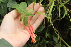 Fuchsia fulgens
