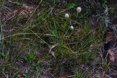 Eryngium eriophorum