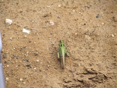 Rhammatocerus pictus