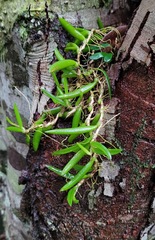 Bulbophyllum shepherdii