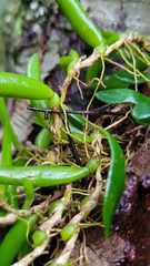 Bulbophyllum shepherdii