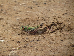 Rhammatocerus pictus