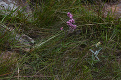 Gyptis lanigera