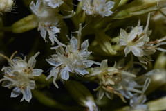 Mikania anethifolia