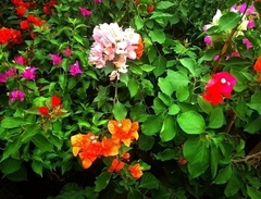 Bougainvillea