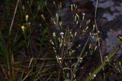 Stevia cinerascens