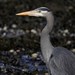 Northwest Coast Great Blue Heron - Photo (c) Connor, some rights reserved (CC BY-NC), uploaded by Connor