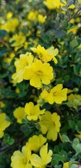 Hibbertia truncata