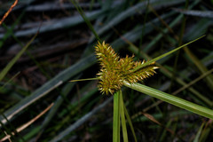 Cyperus aggregatus