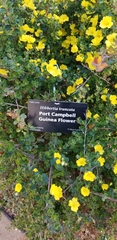 Hibbertia truncata