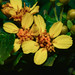 Lemmatium clematideum - Photo (c) Ary Mailhos, alguns direitos reservados (CC BY-NC), uploaded by Ary Mailhos