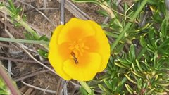 Micralictoides ruficaudus