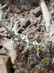 Plectocephalus chilensis