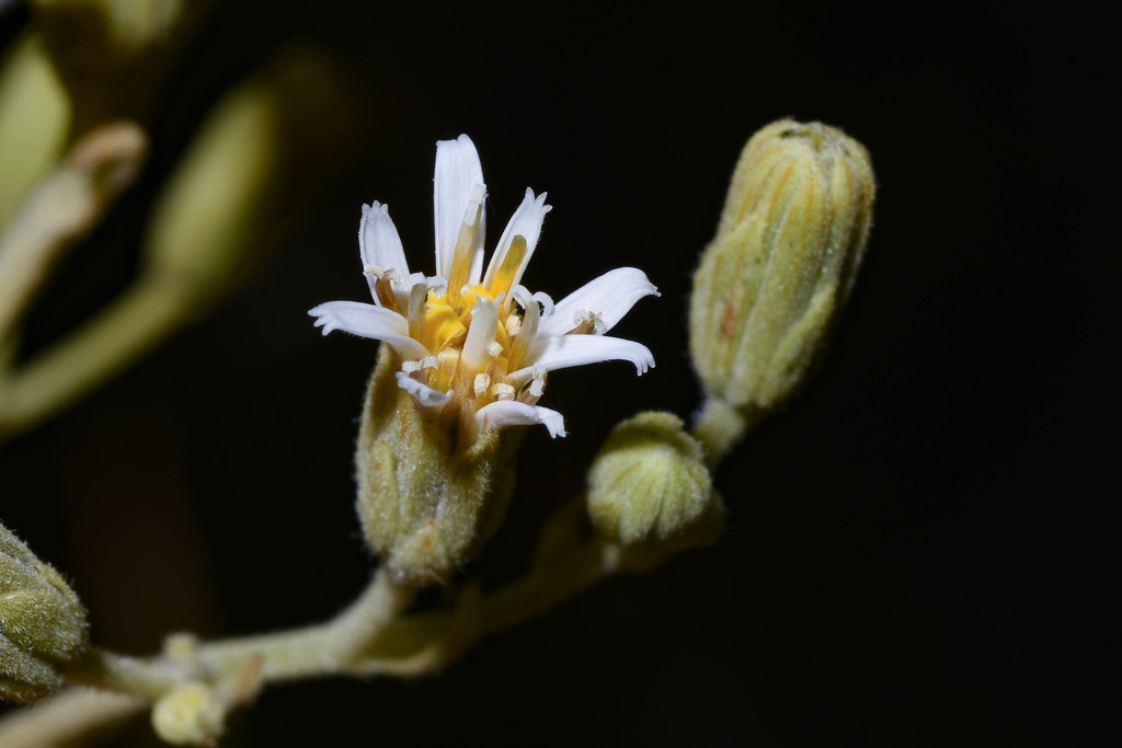Jungia floribunda