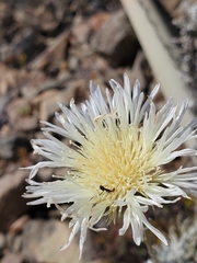Plectocephalus chilensis