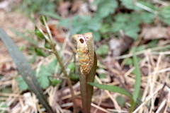 Puccinia mariae-wilsoniae