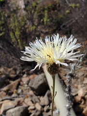 Plectocephalus chilensis