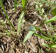 Callophrys affinis