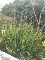 Dietes grandiflora