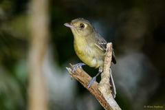 Vireo gundlachii