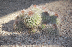 Copiapoa serpentisulcata