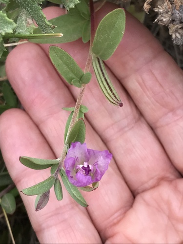 Prostrate clarkia (Clarkia prostrata)