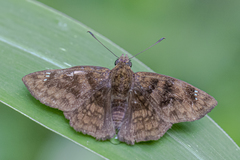 Nisoniades macarius