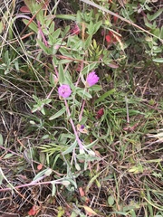 Clarkia prostrata