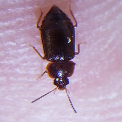 Olophrum obtectum