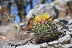 Ferocactus alamosanus