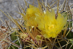 Ferocactus alamosanus
