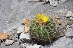 Ferocactus alamosanus