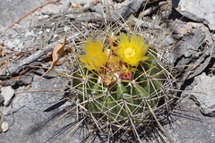 Ferocactus alamosanus