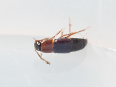 Tachinus corticinus